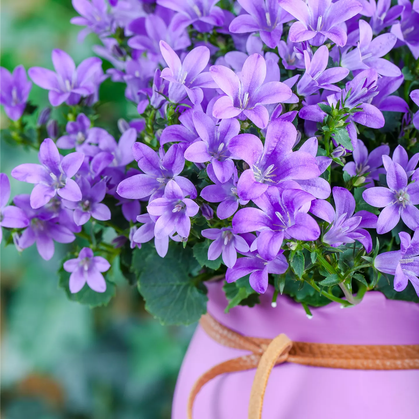 Campanula Poscharskyana Hirsch Blue Garten H Ngepolster Glockenblume