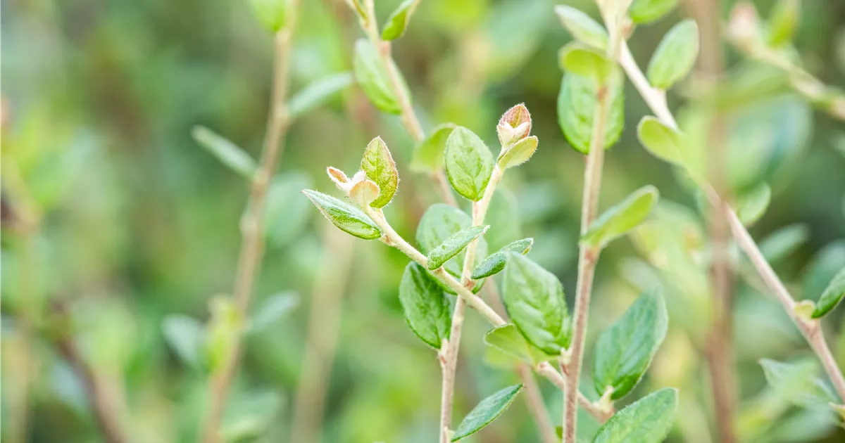 Cotoneaster Salicifolius Floccosus Immergr Ne Strauch Zwergmispel Im