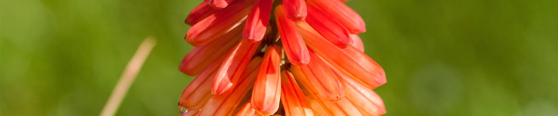 Fackellilie - Einpflanzen im Garten (thumbnail).jpg