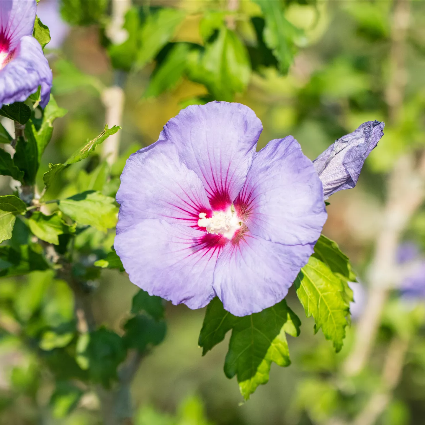 Hibiscus syriacus \'Blue Bird\', Rosen-Eibisch im Pflanzenshop