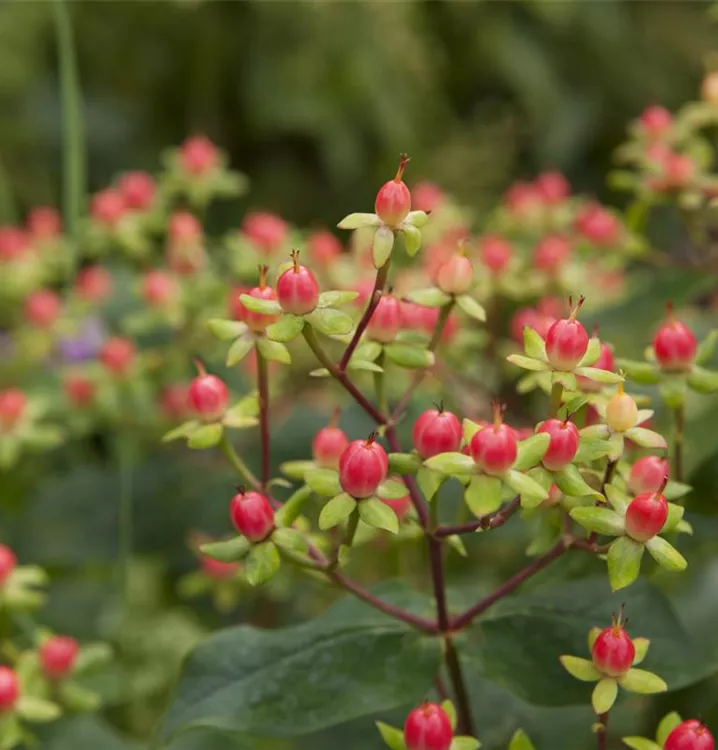 First Editions® Red Star Hypericum