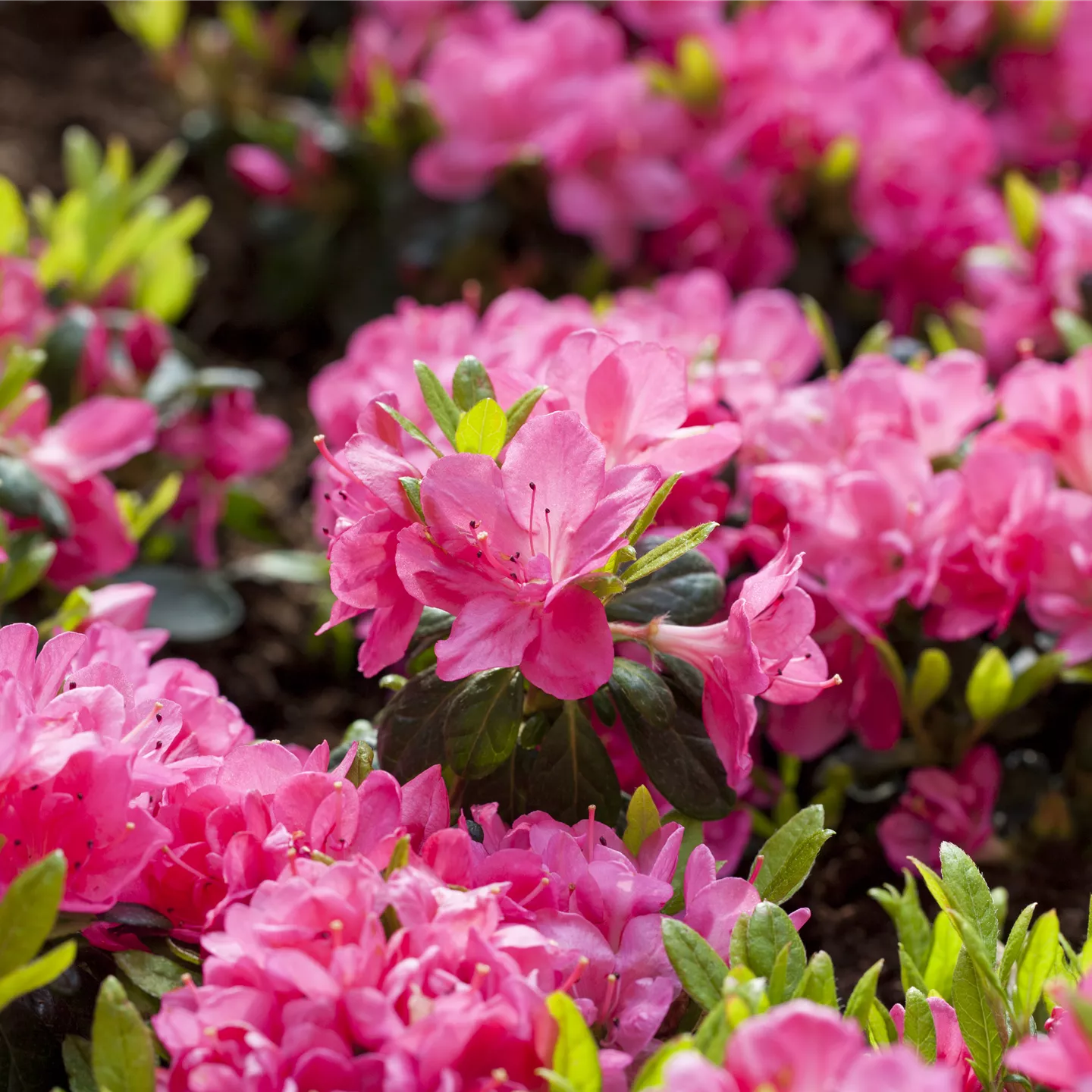 Rhododendron obt.'Canzonetta'
