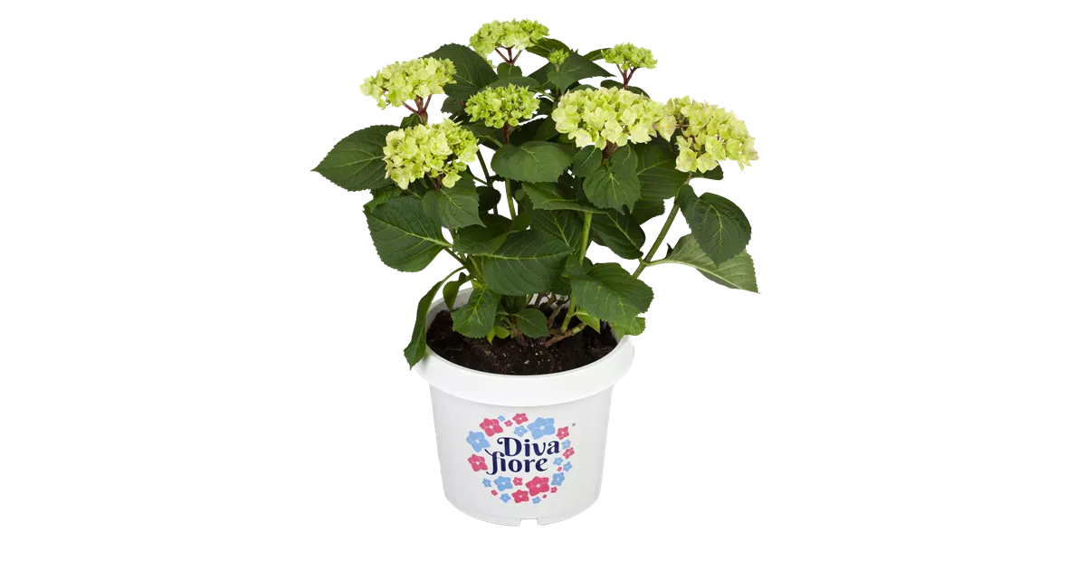 Hydrangea m. 'Diva Fiore' -R-, Gartenhortensie Diva Fiore in Farben im ...