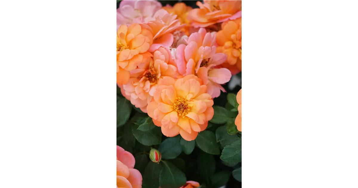 Rosa 'Sugar Candy Rose' -R- BDR, Rose `Sugar Candy Rose´ (R) im ...