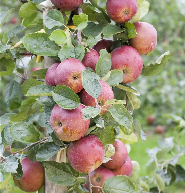 Säulenapfel Waltz