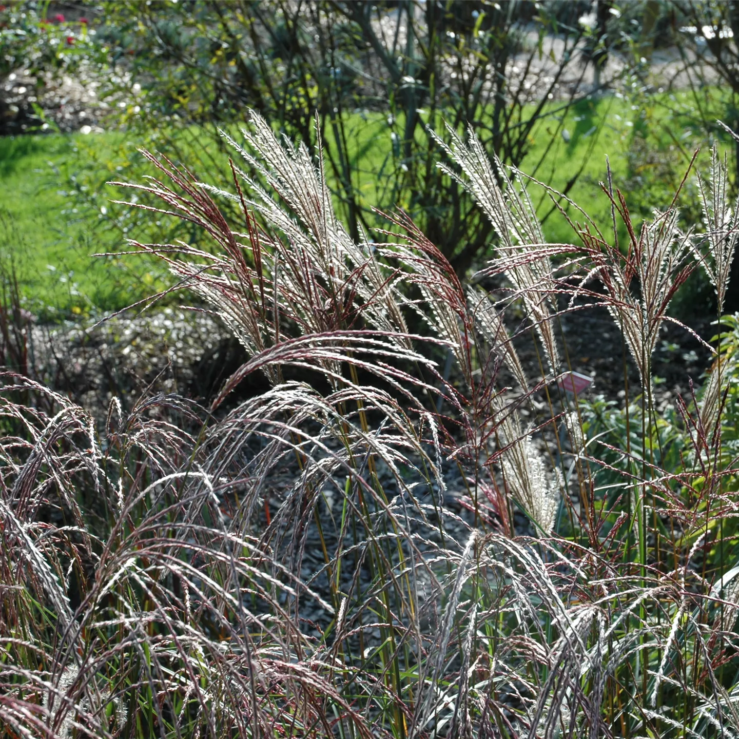 Miscanthus sinensis 'Ferner Osten'