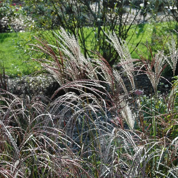 Miscanthus sinensis 'Ferner Osten'