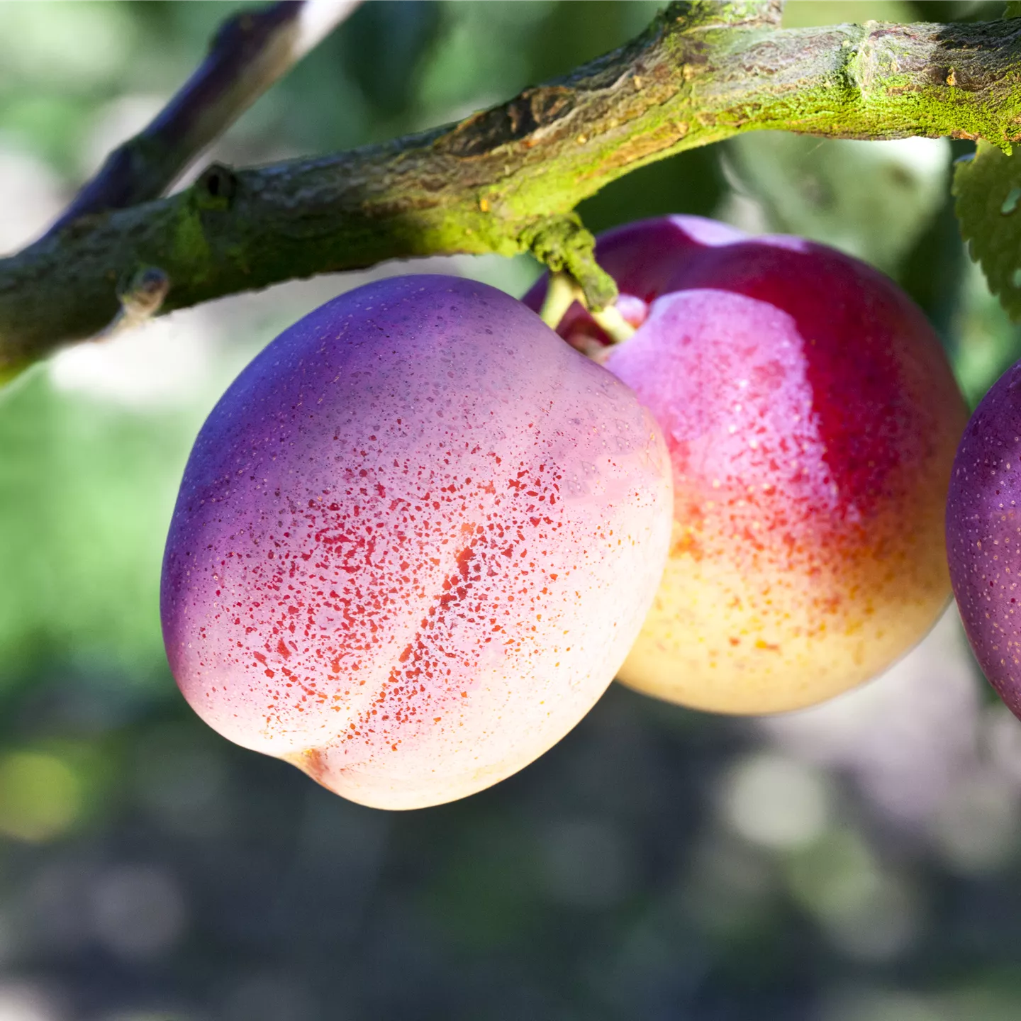 Prunus syr.'Ruby' CAC