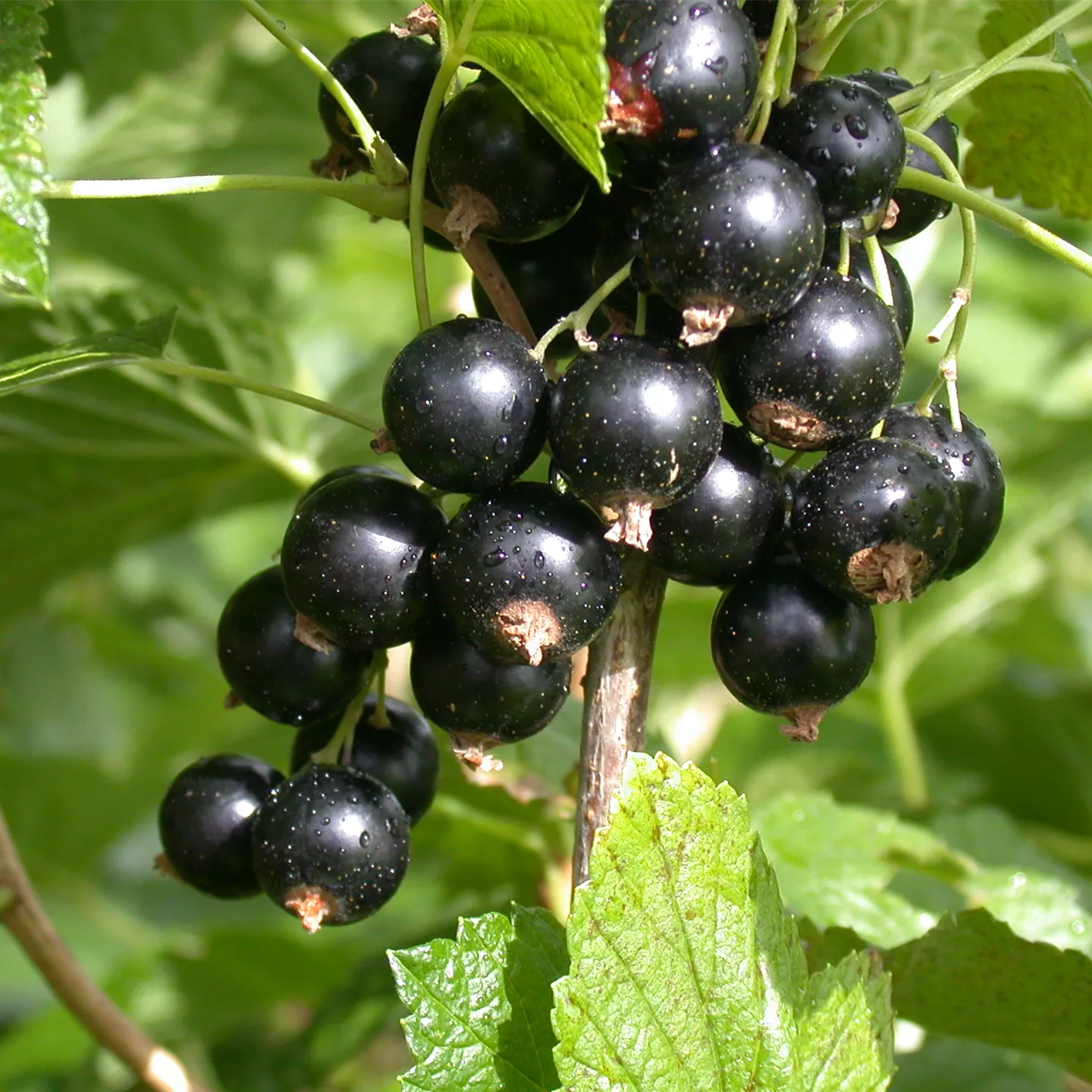 Ribes nigrum 'Ben More' CAC