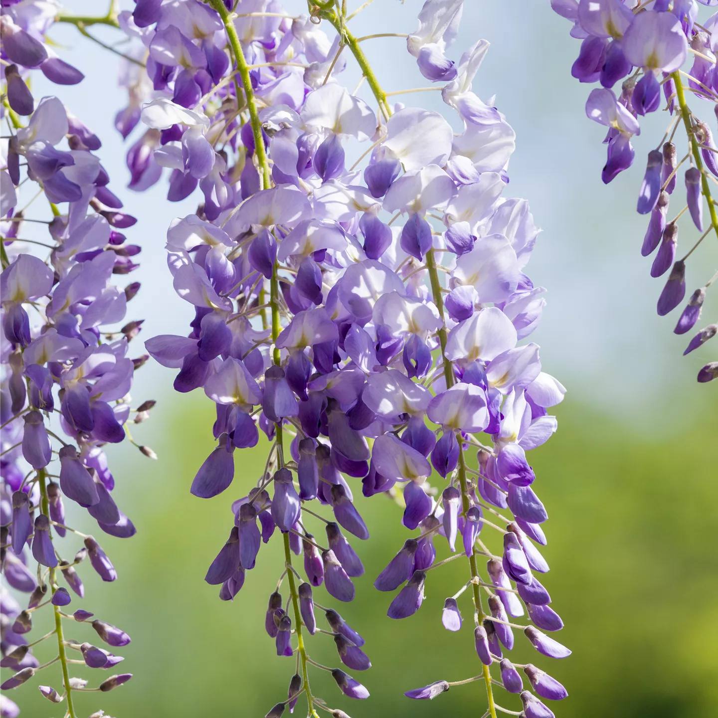 Wisteria sinensis 'Prolific'