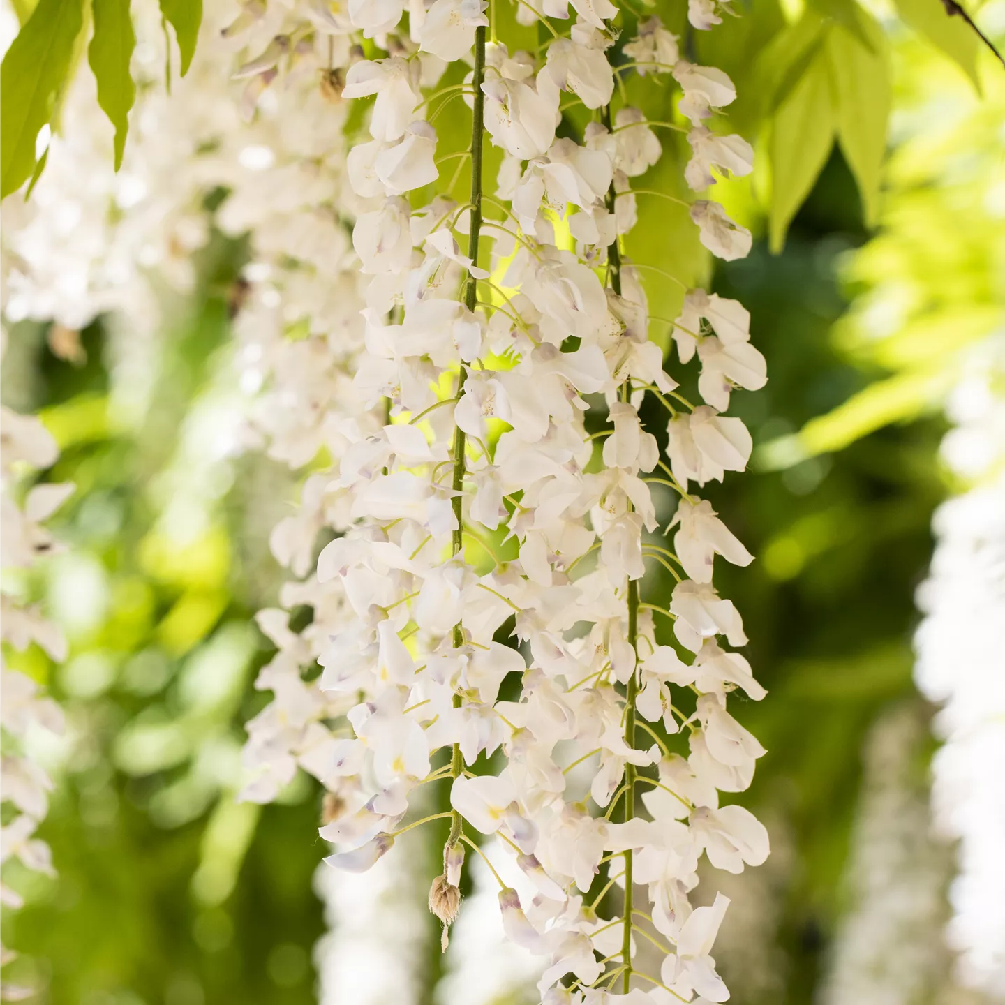 Wisteria brachybotrys 'Shiro-kapitan'