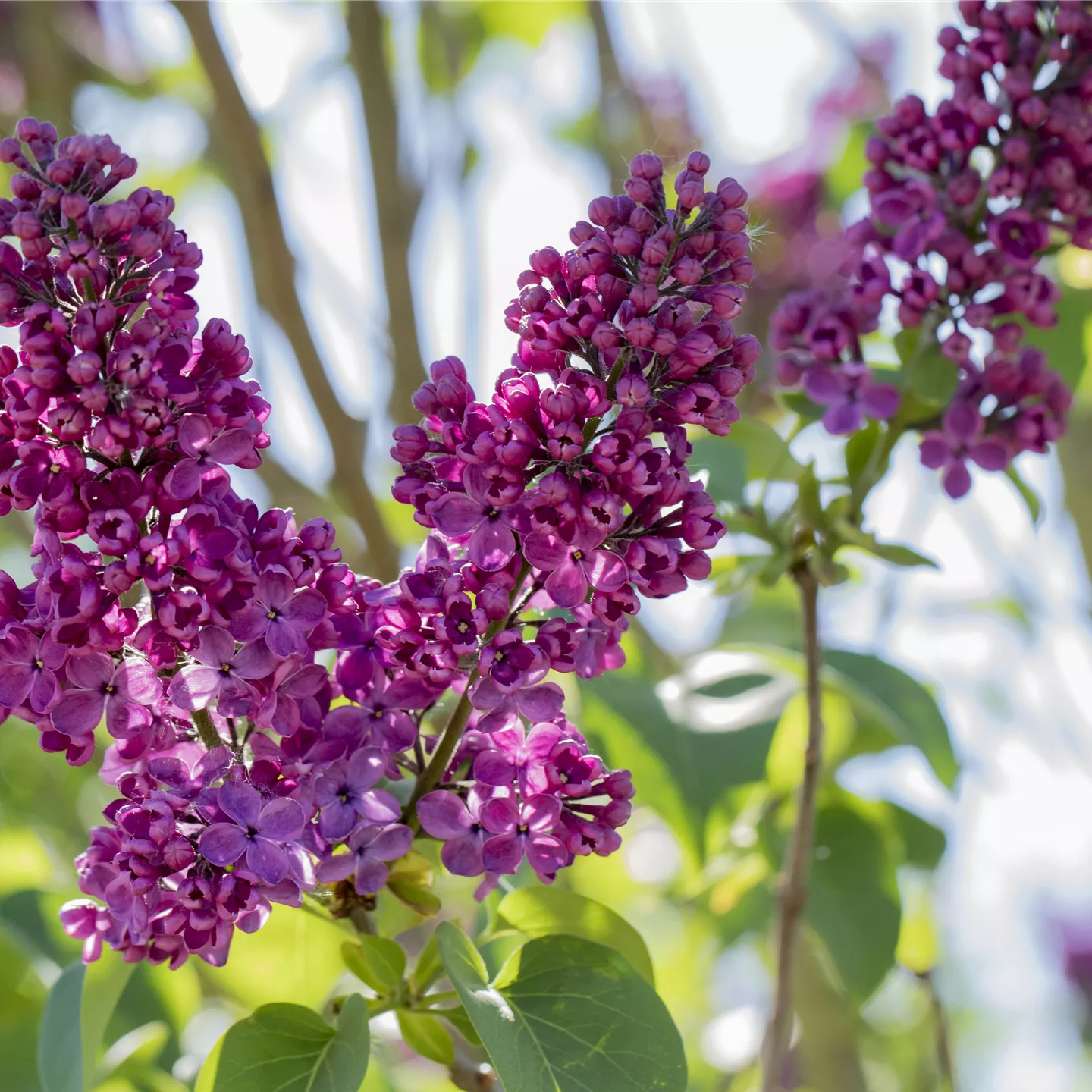 Syringa vulg.'Andenken an Ludwig Späth'