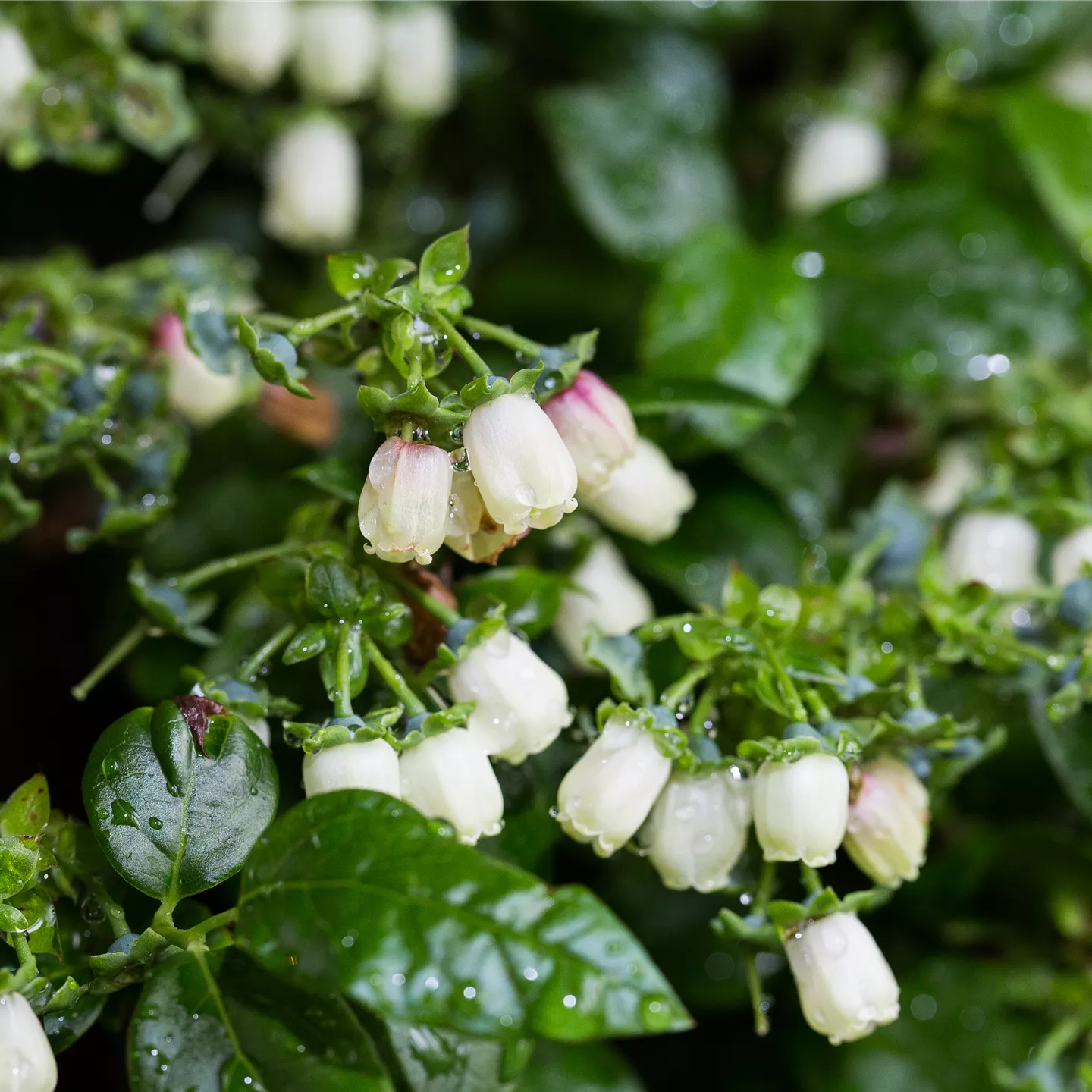 Vaccinium BrazelBerries 'Jelly Bean' -R-