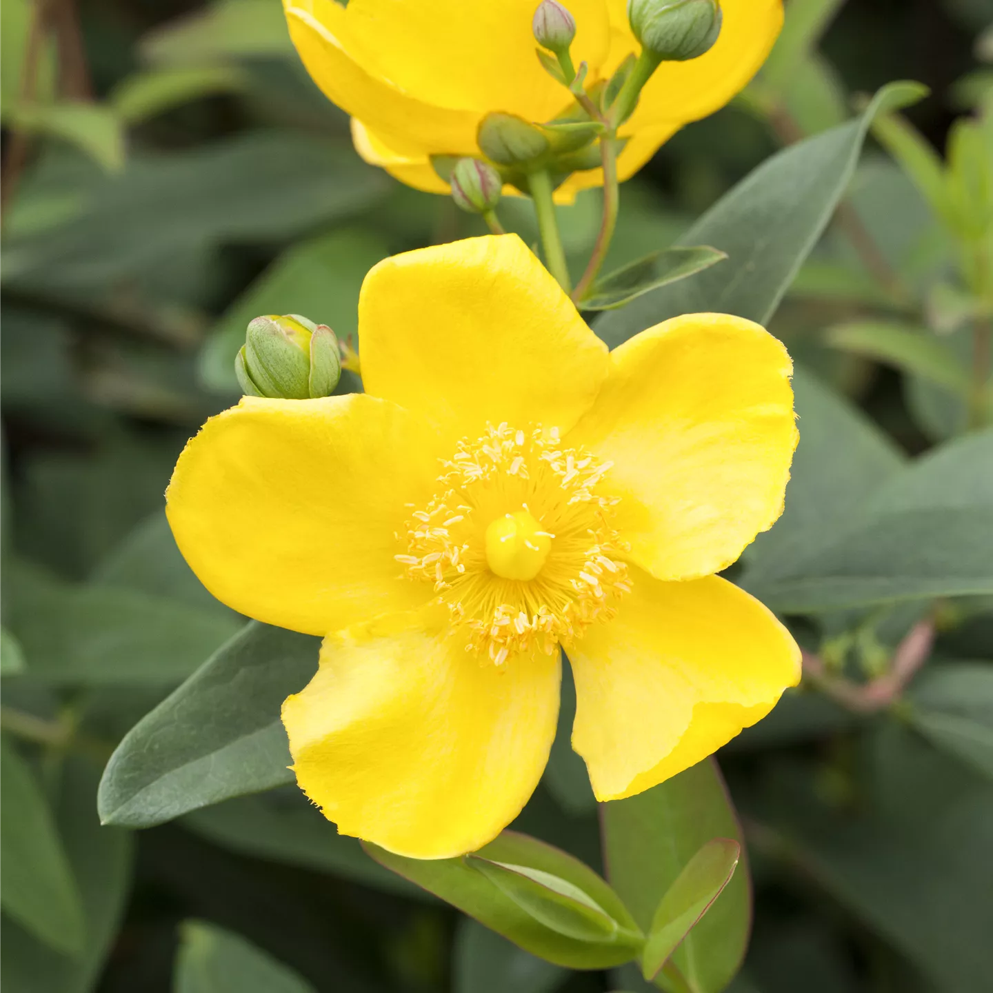 Hypericum 'Hidcote'