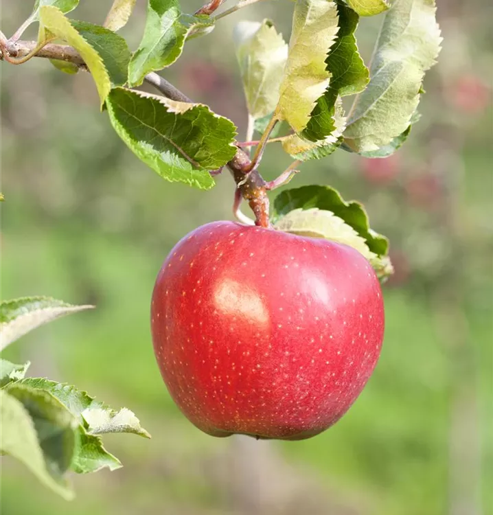 Apfel Alkmene