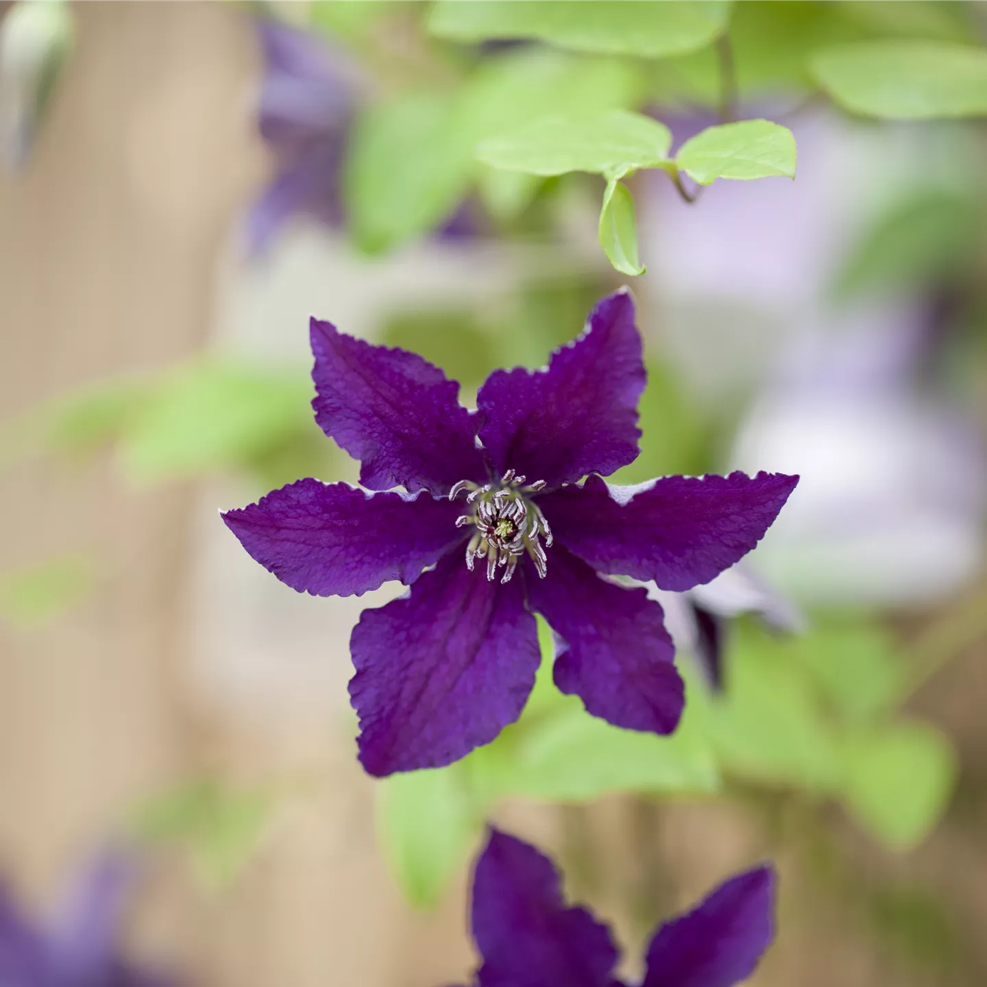 Clematis 'Rasputin'