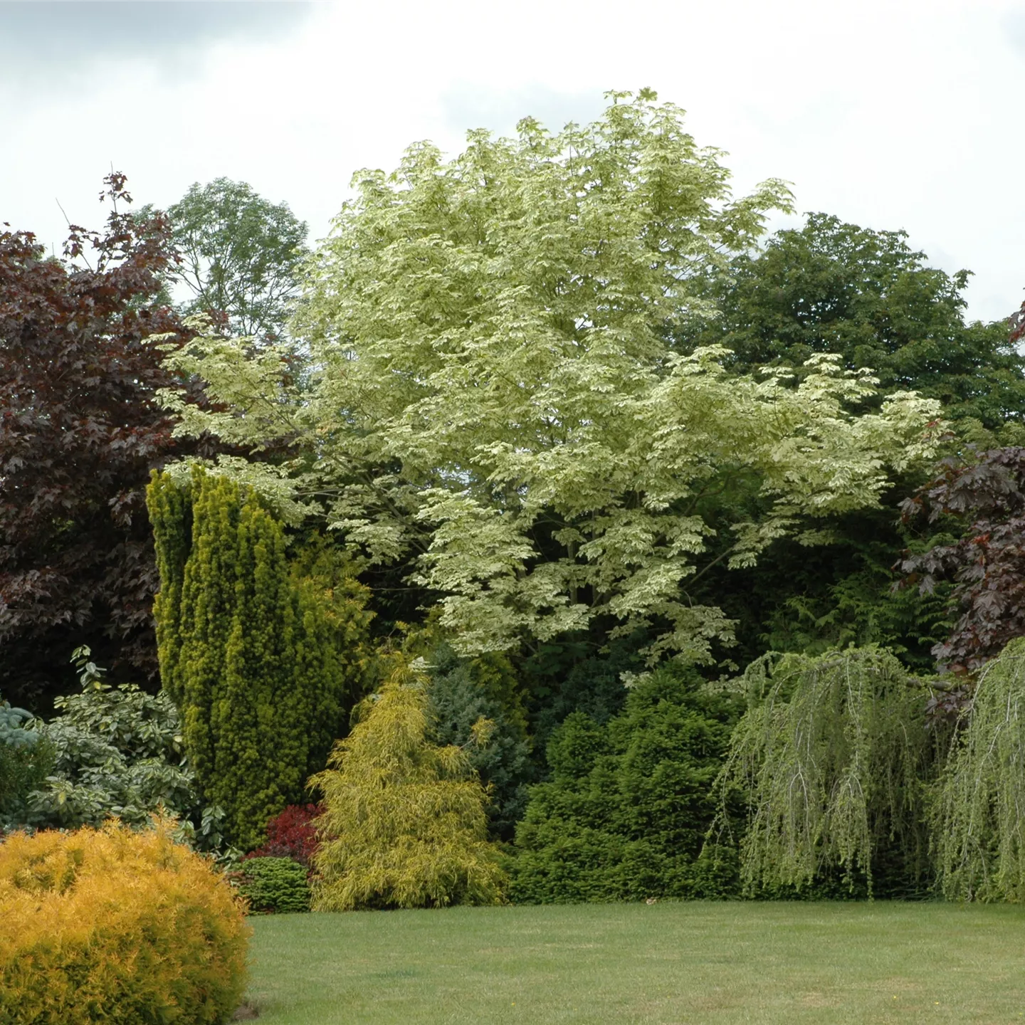 Acer platanoides 'Drummondii'