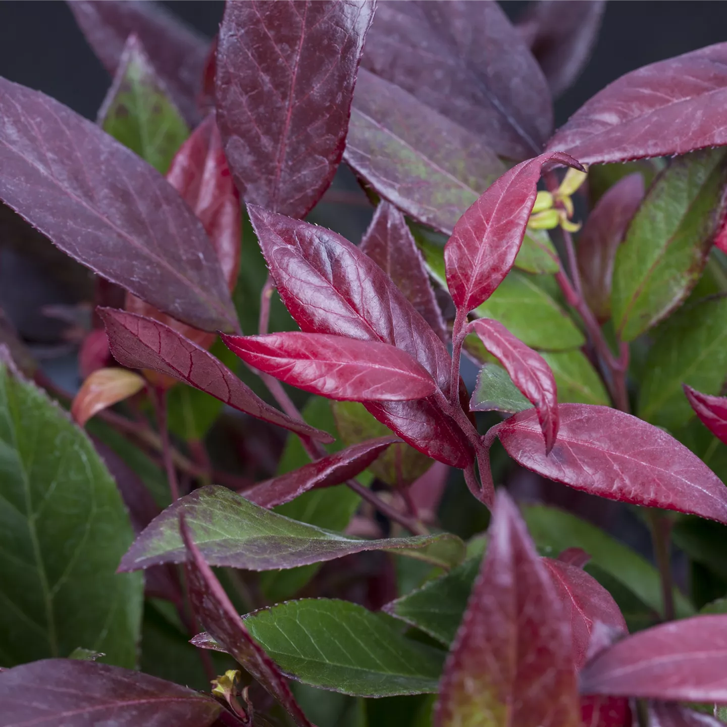 Leucothoe 'Scarletta' -R-