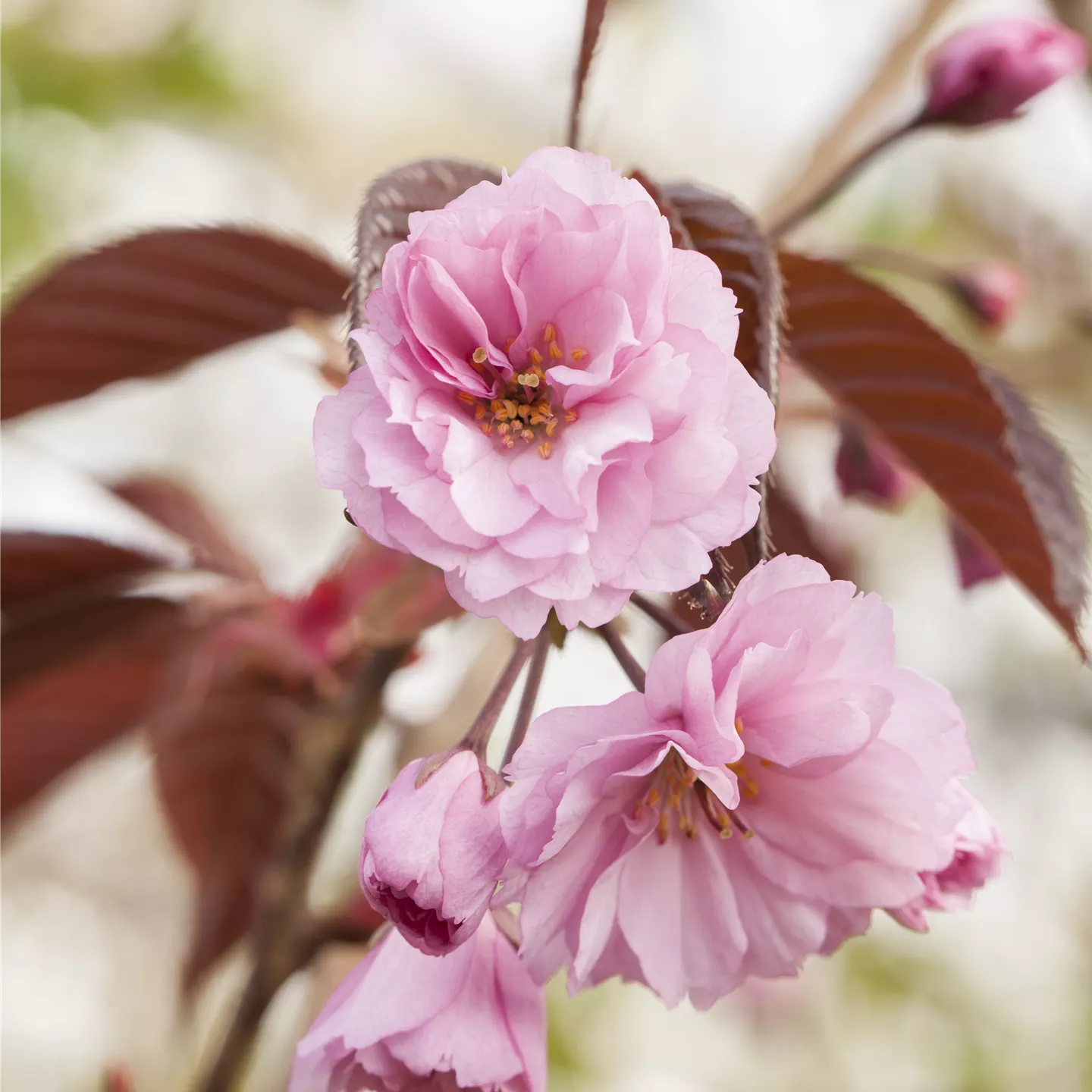 Prunus serrulata 'Royal Burgundy'