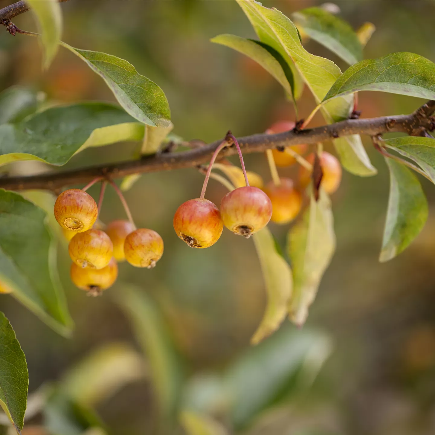 Malus 'Pomzai' -R-