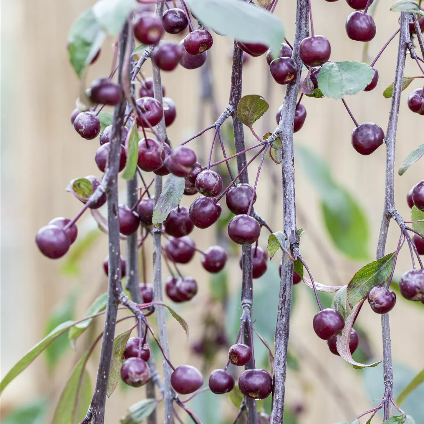 Malus 'Royal Beauty'