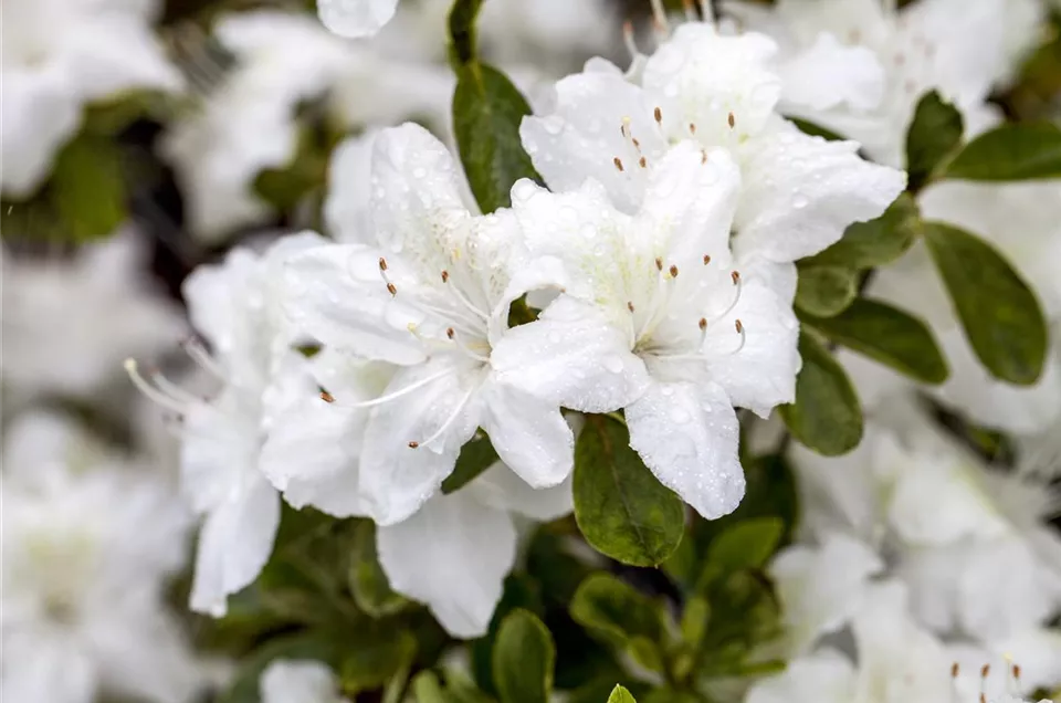 Rhododendron obtusum 'Diamant Weiß'®