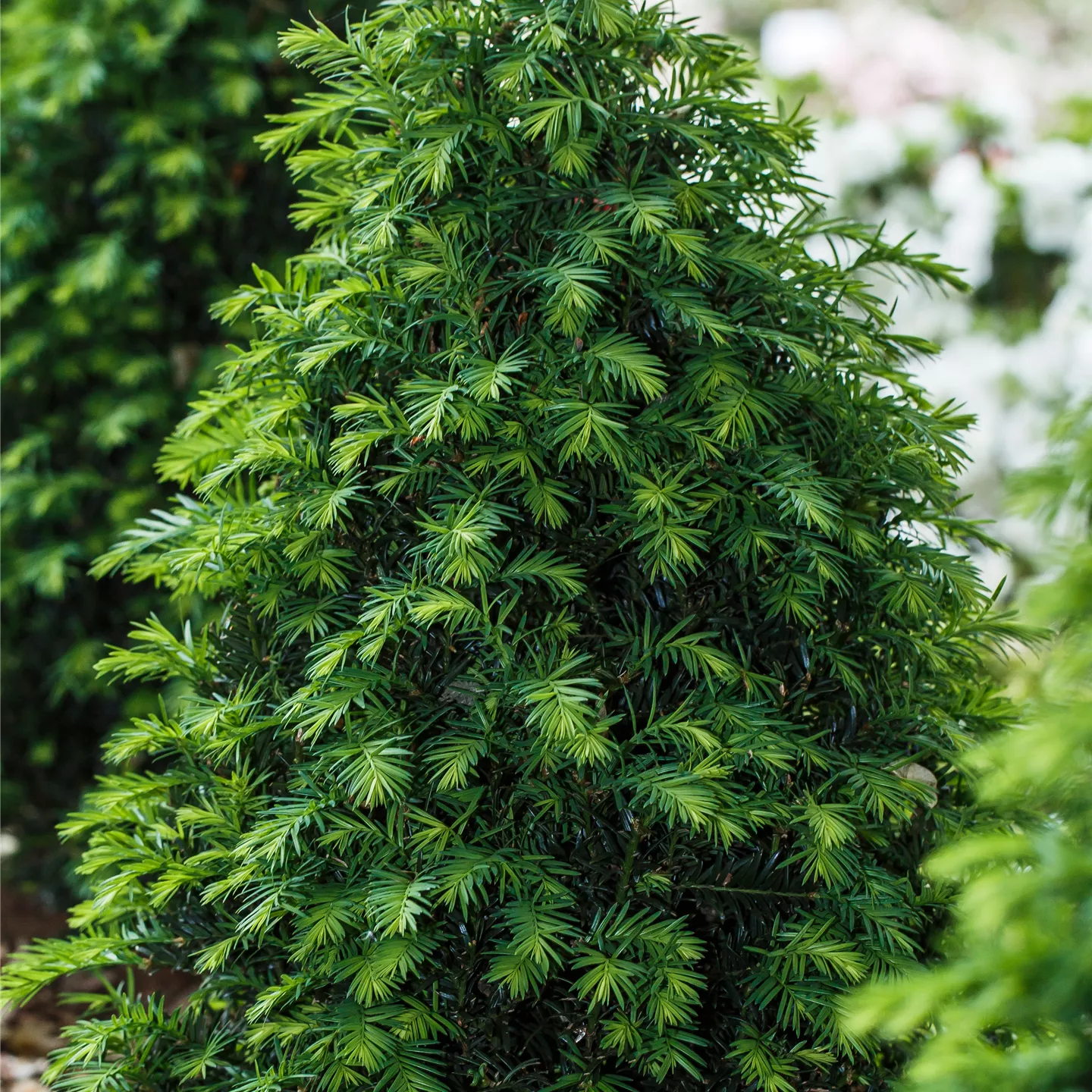 Taxus baccata 'Höpken's Gigant'