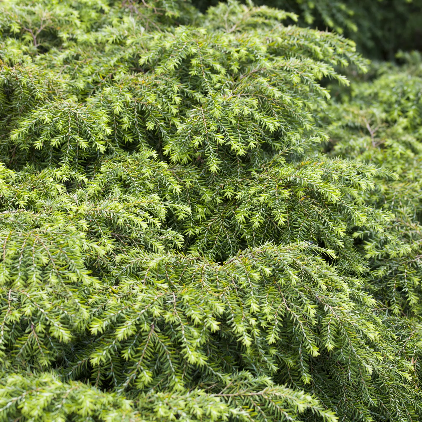 Tsuga canadensis 'Nana'