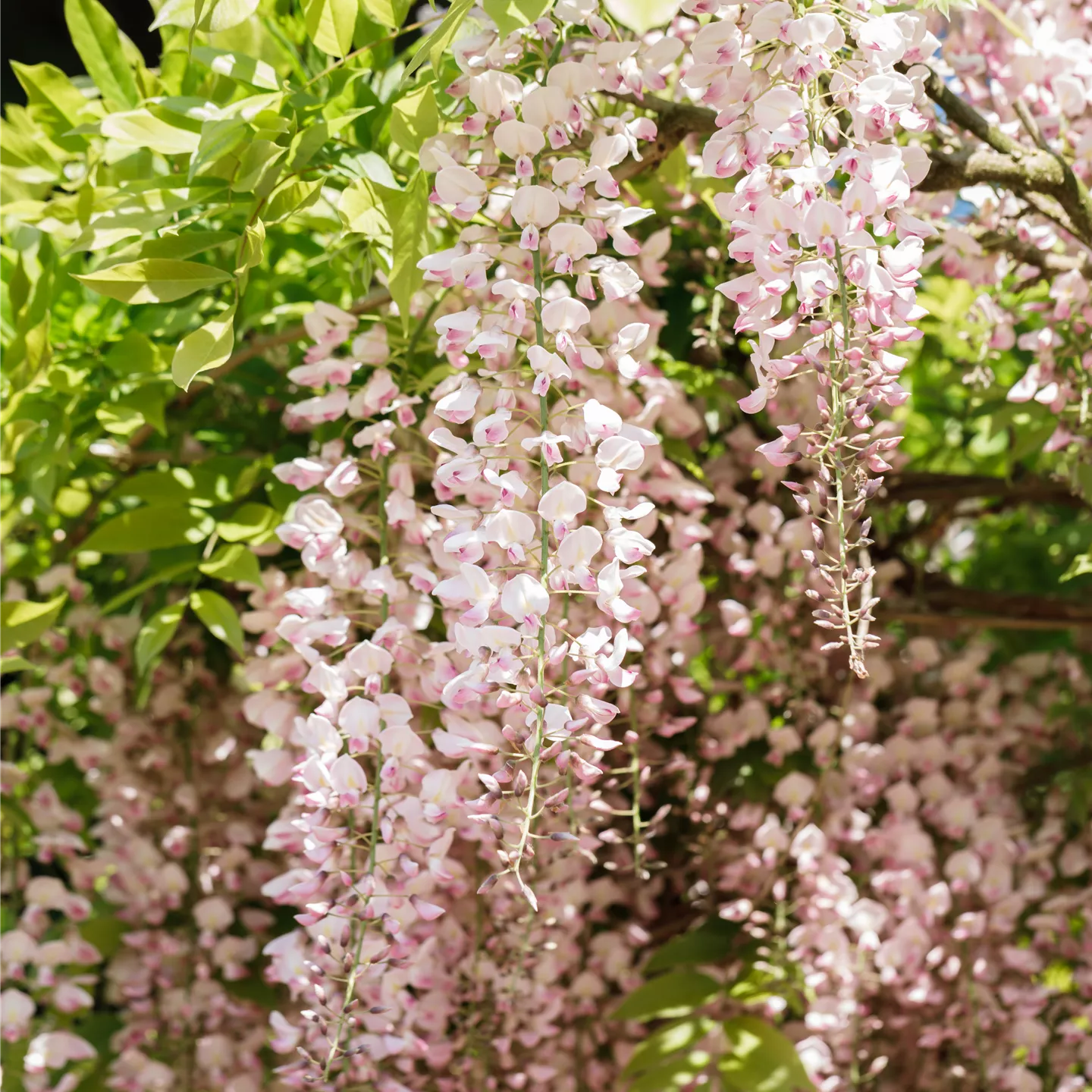 Wisteria floribunda 'Honbeni'