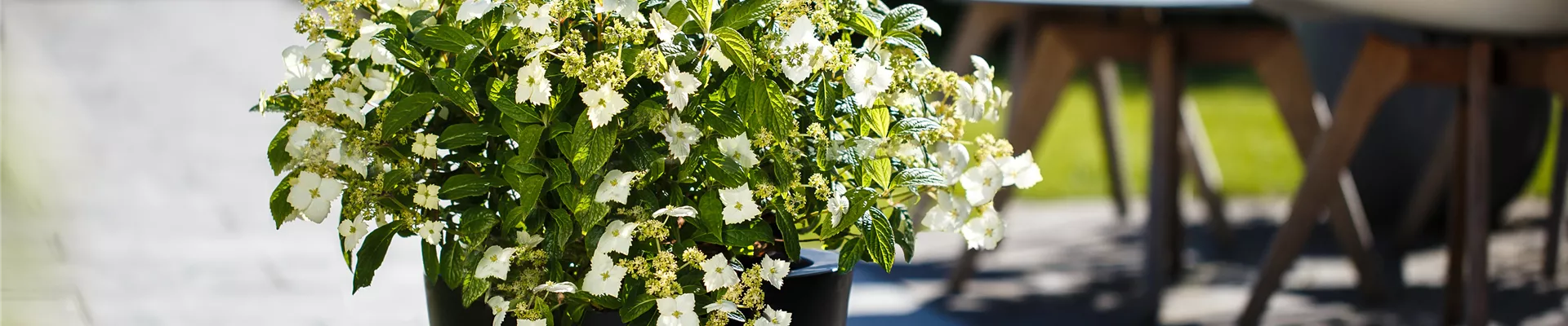 QQ Hydrangea Golden Crane Produktfoto schwarzer Kübel Garten(1).jpg