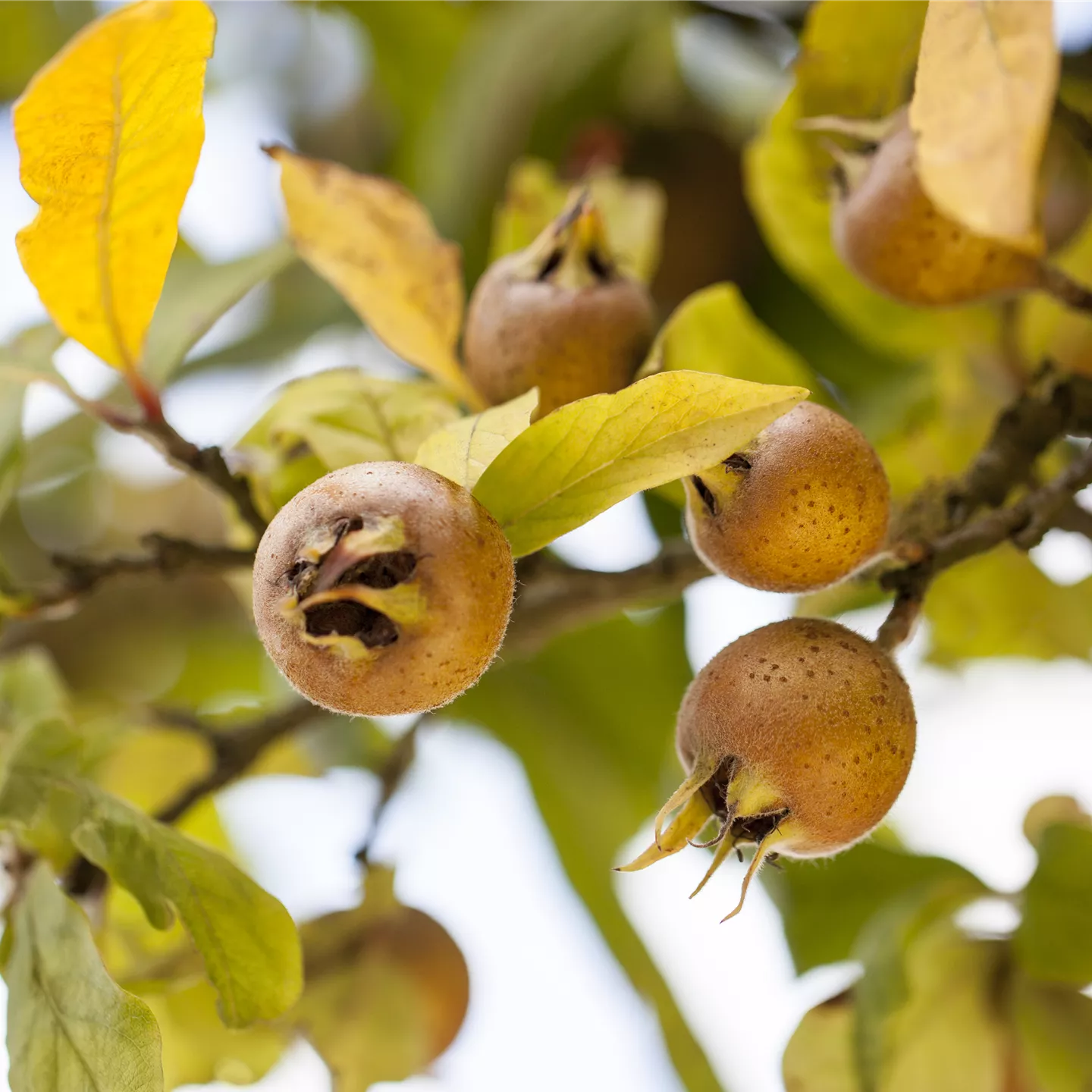 Mespilus germanica