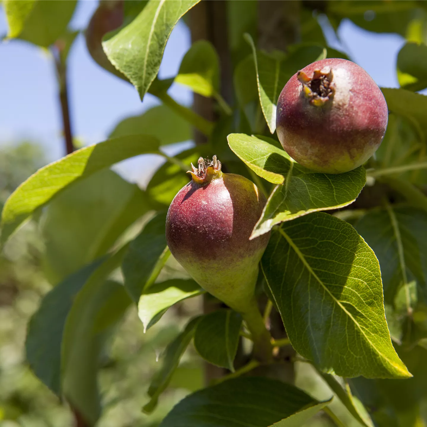 Pyrus com.'Condora' CAC