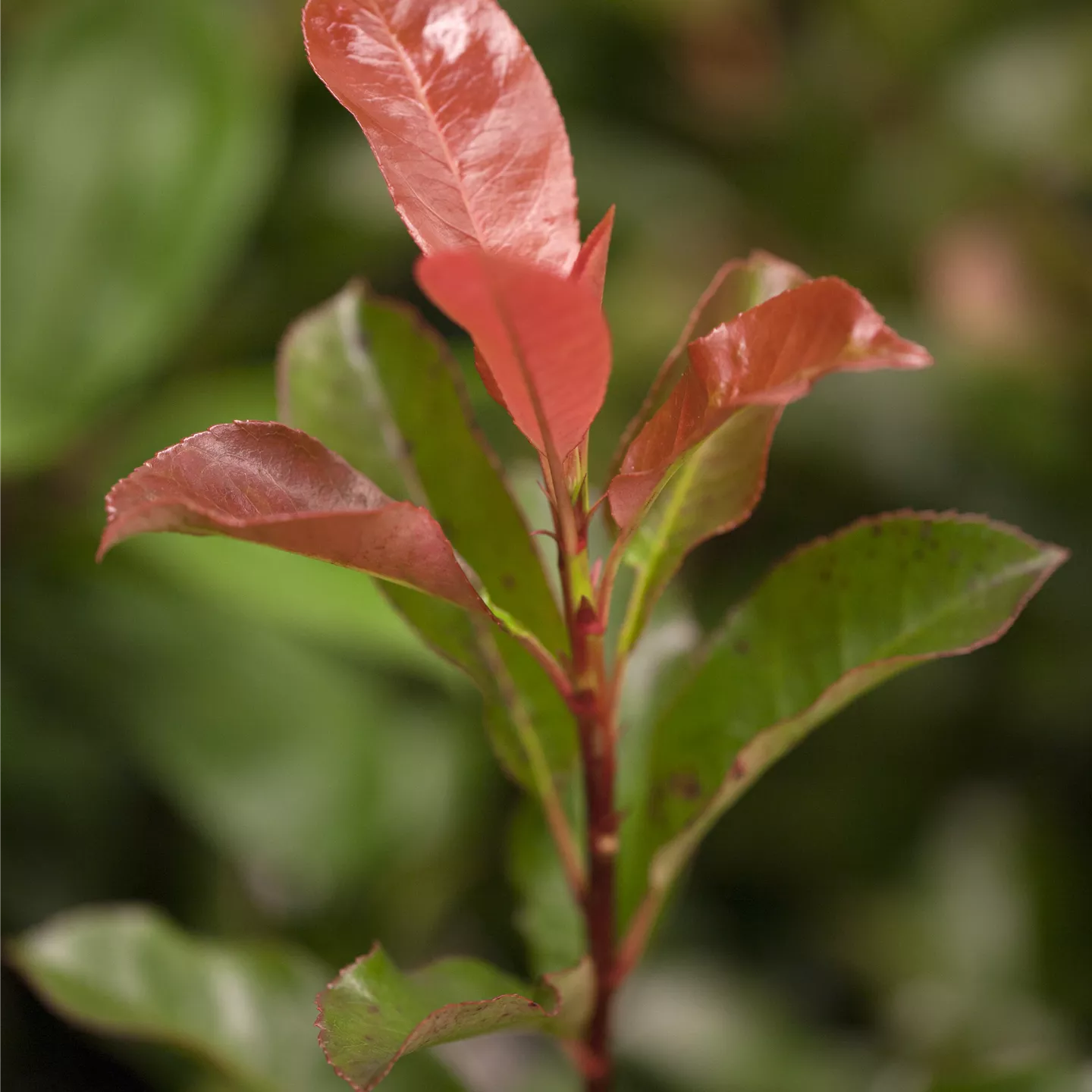 Photinia fraseri 'Robusta Compact'