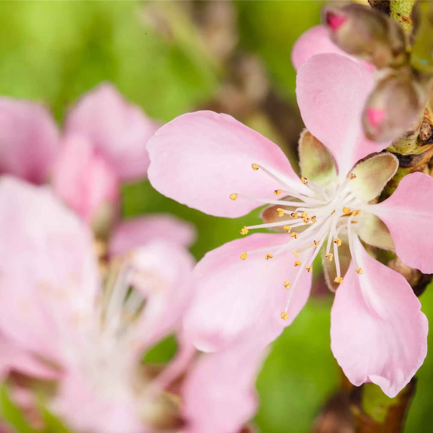 Prunus amy.'Mandelkönigin' CAC