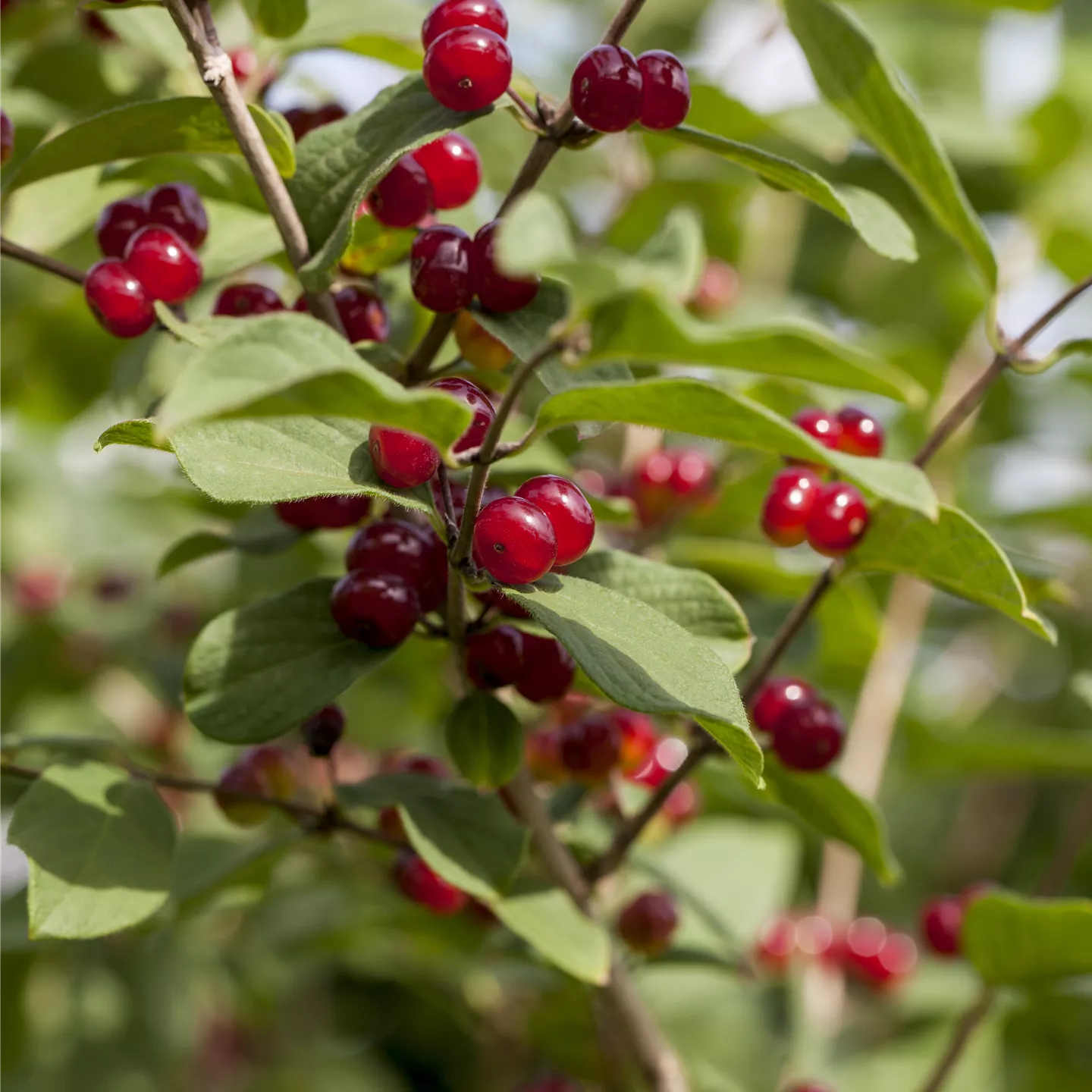 Lonicera xylosteum