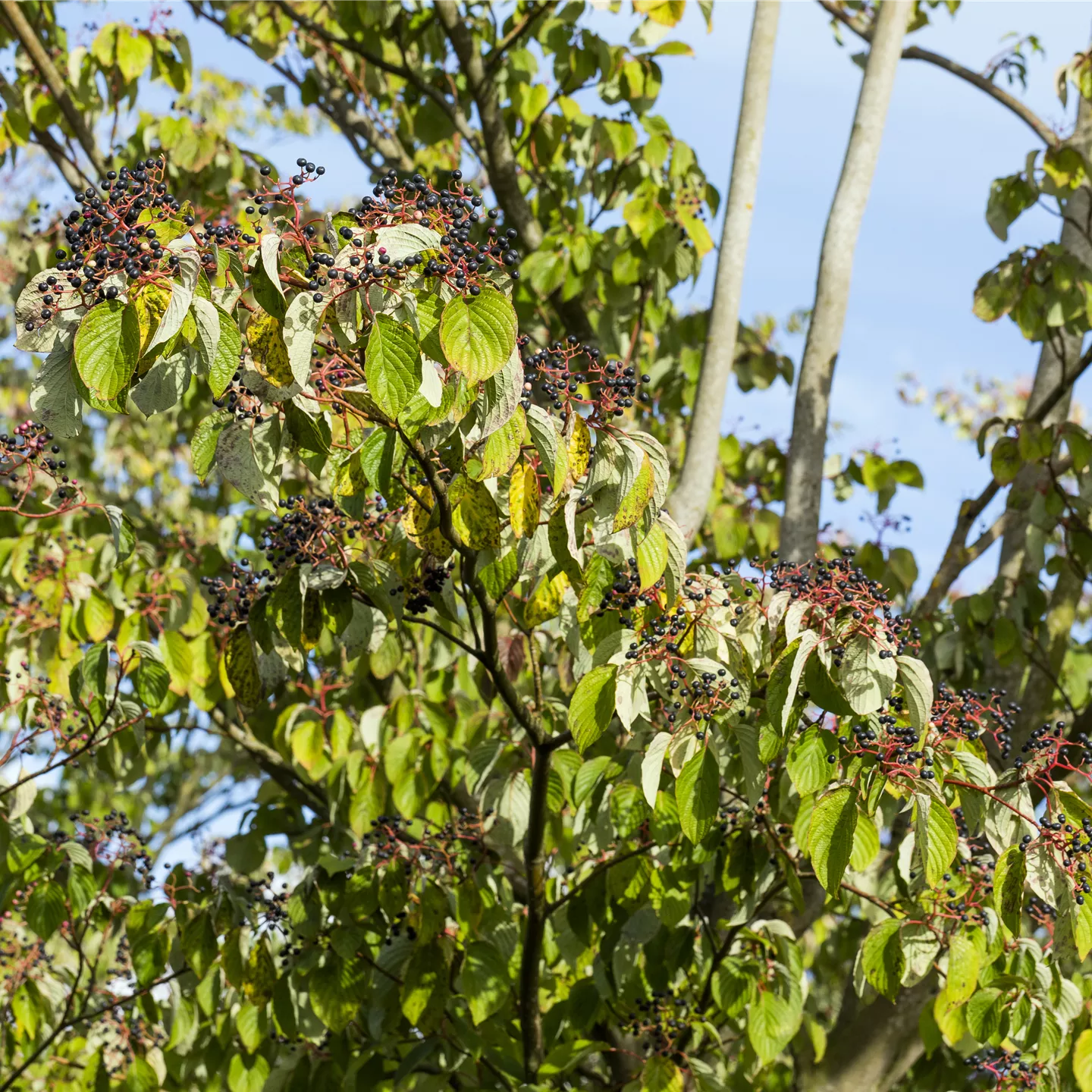 Cornus sanguinea