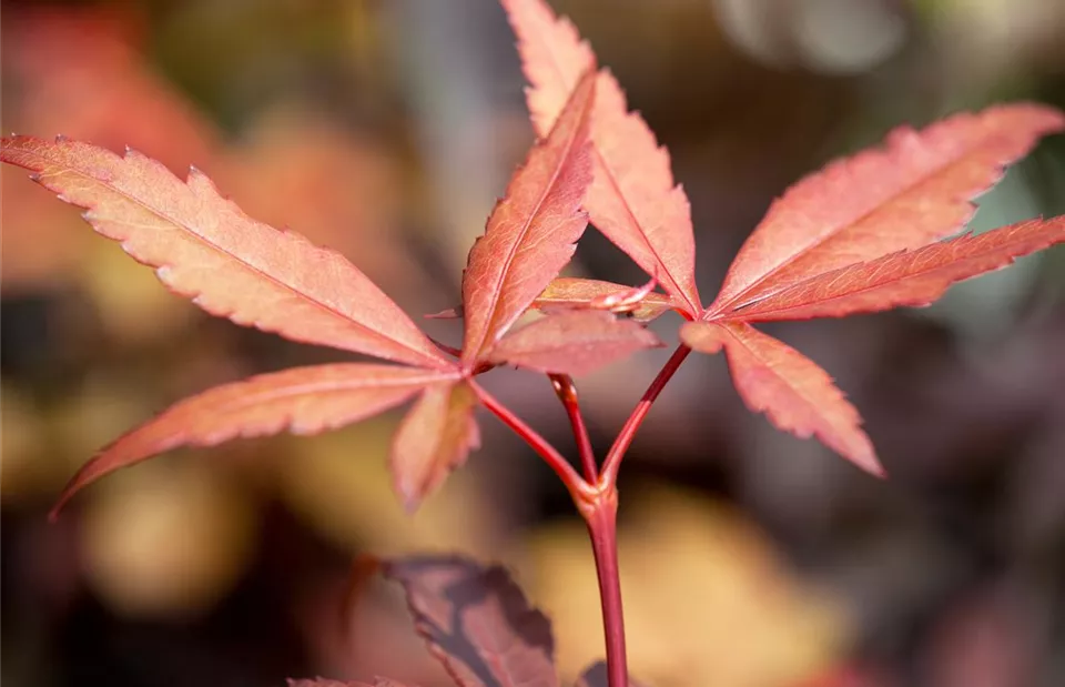 Acer palmatum 'Skeeter´s Broom'