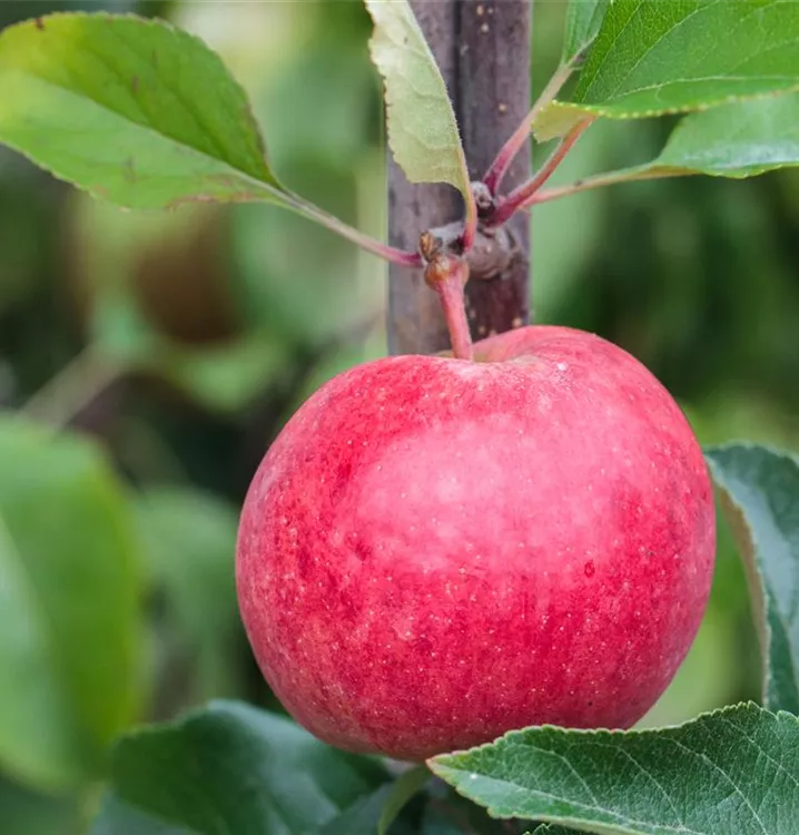 Apfel Roter Berlepsch