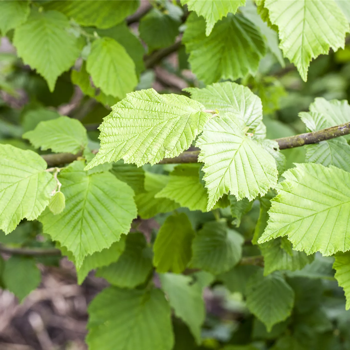 Corylus avellana