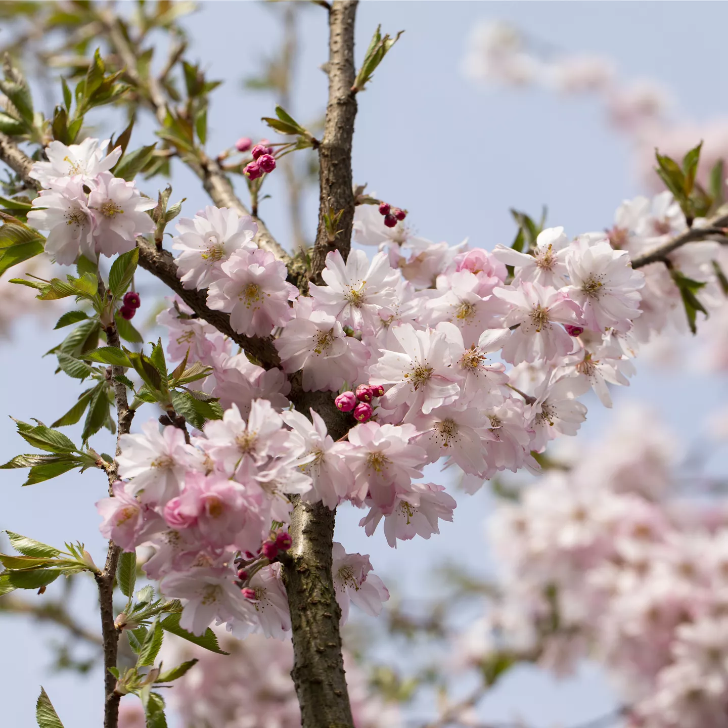 Prunus subhirtella 'Autumnalis Rosea'