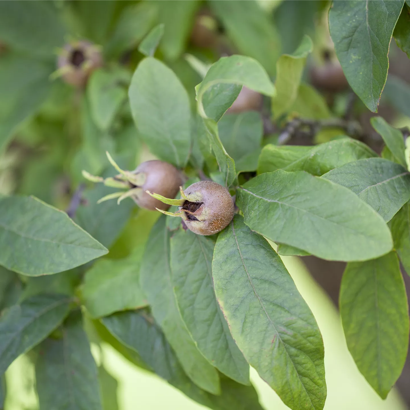 Mespilus germanica 'Westerveld'