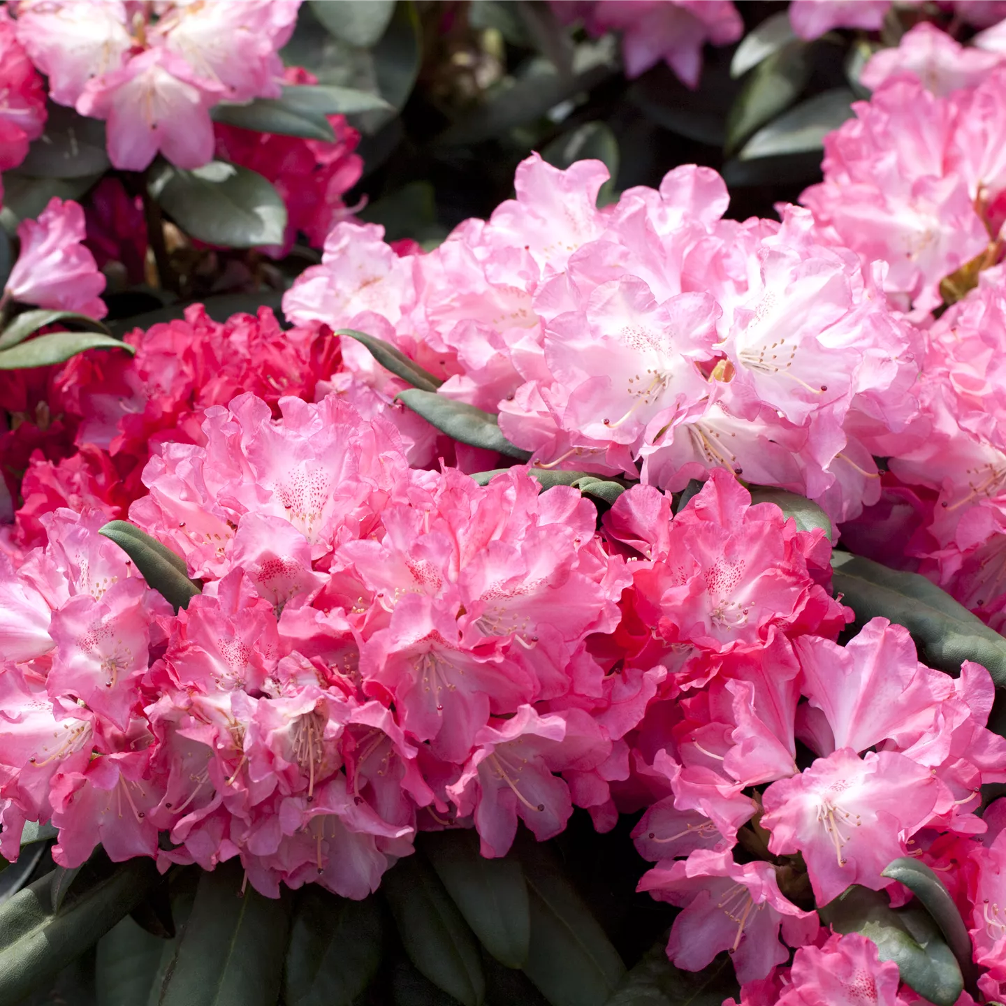 Rhododendron yak.'Anuschka'