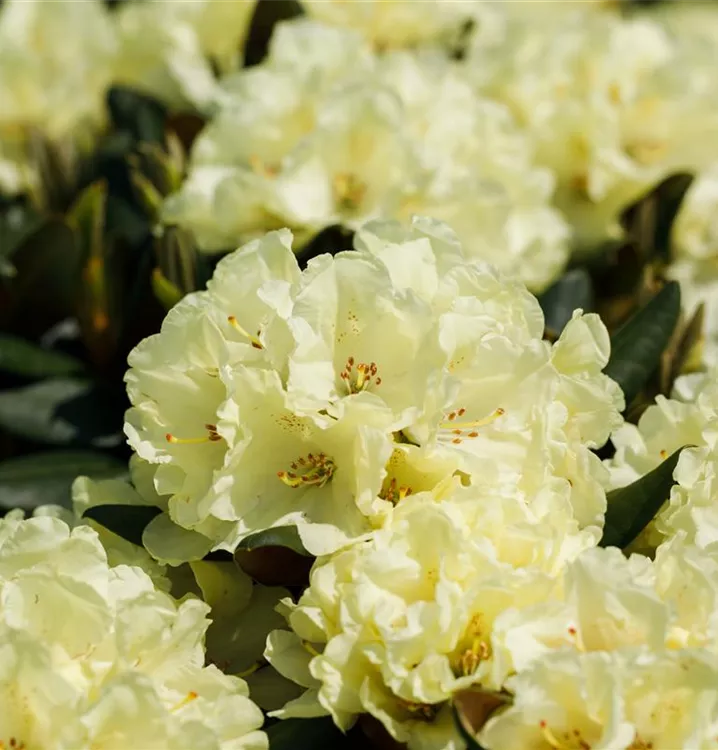 Rhododendron-Hybride 'Stadt Westerstede'