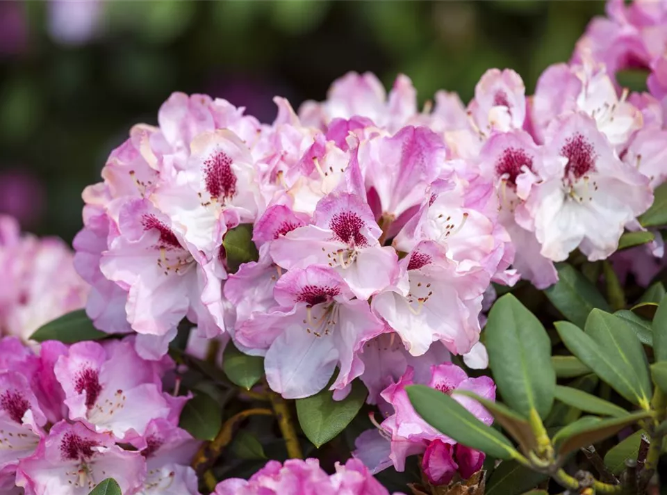 Rhododendron yakushimanum 'Nicoletta'®