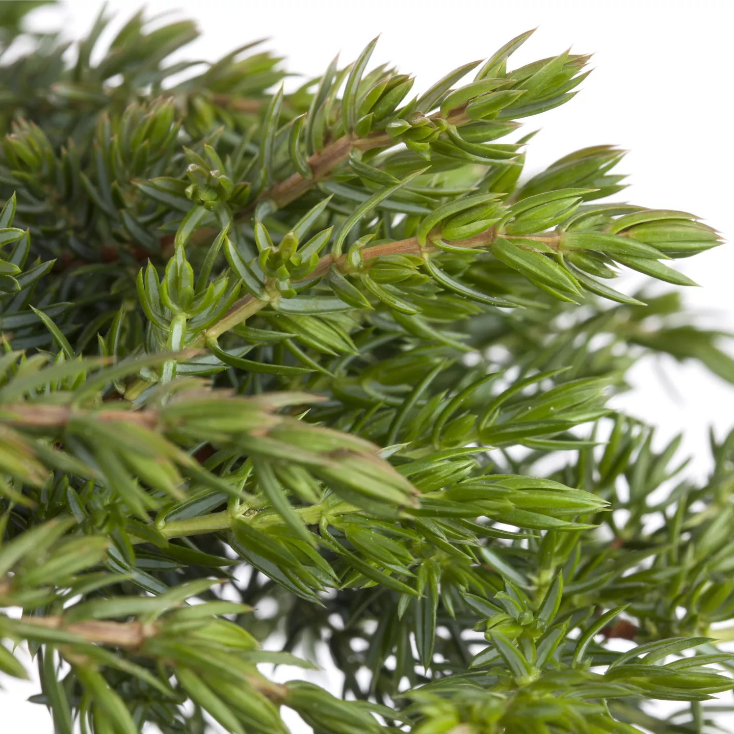 Juniperus com.'Green Mantle'