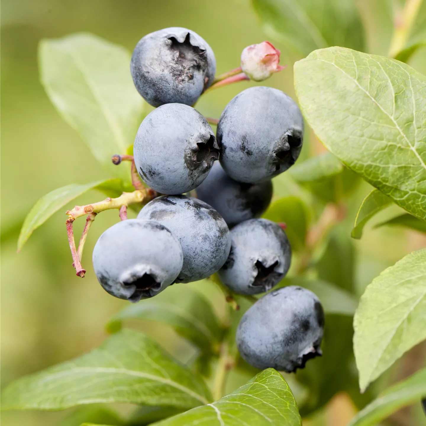 Vaccinium corymb.'Goldtraube' CAC