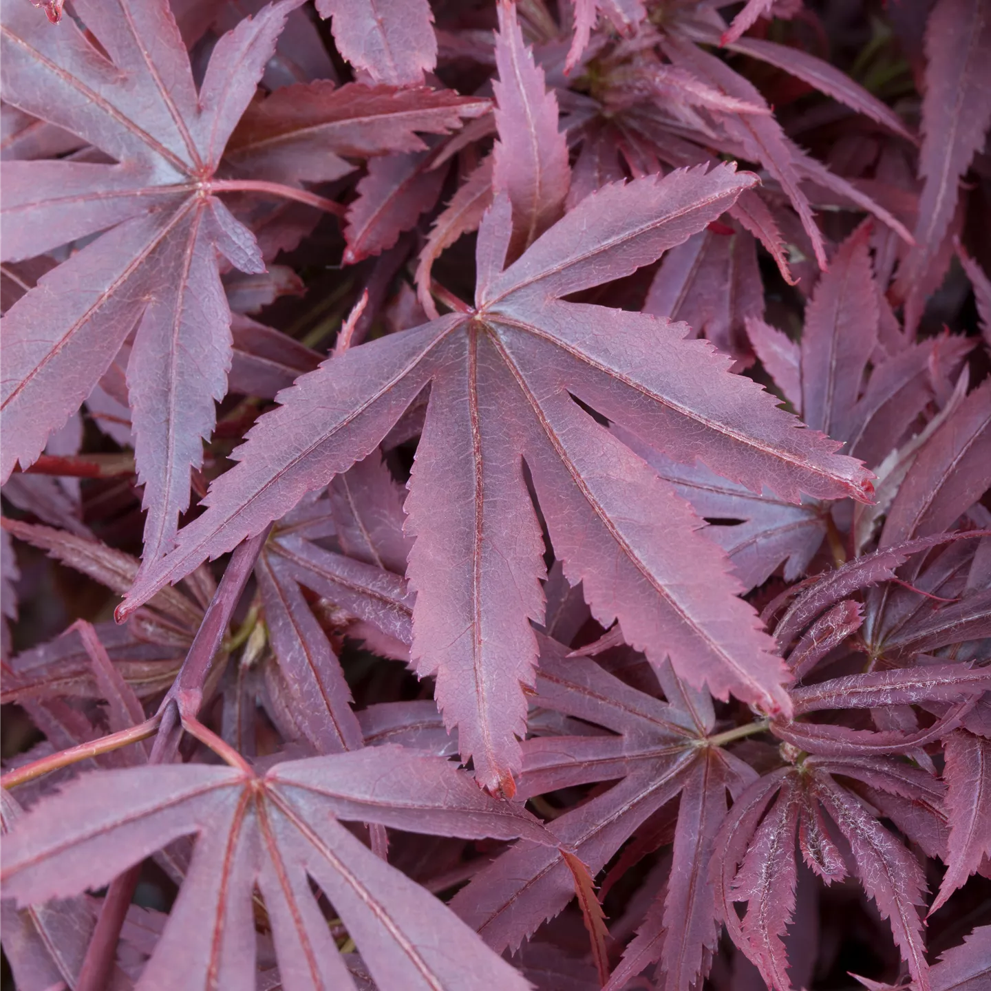 Acer palmatum 'Shaina'