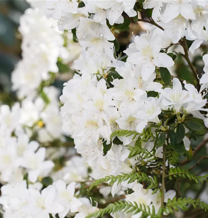 Rhododendron