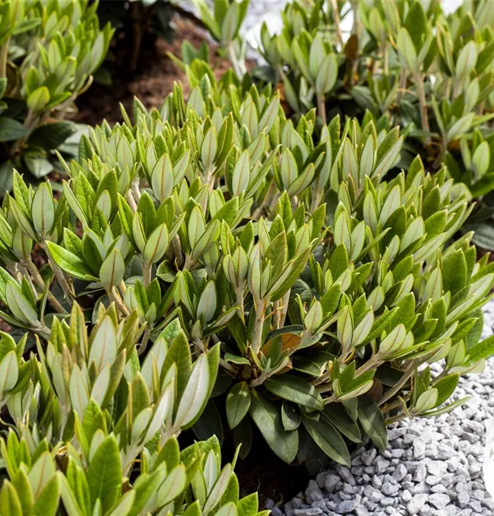 Rhododendron taliense 'Honigduft'