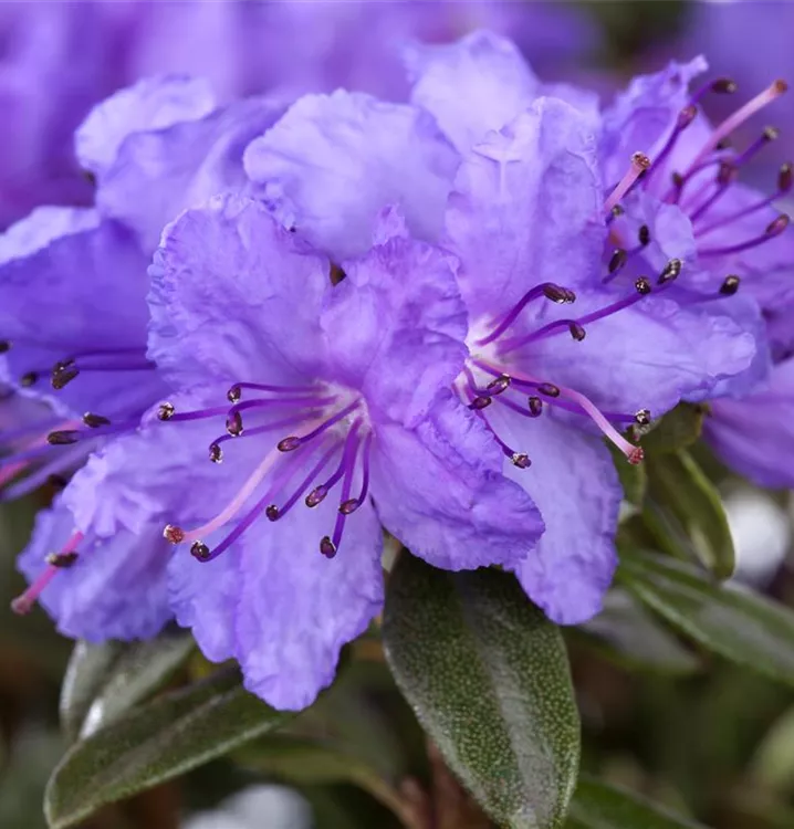 Kleinblättr.Rhododendron 'Luisella'